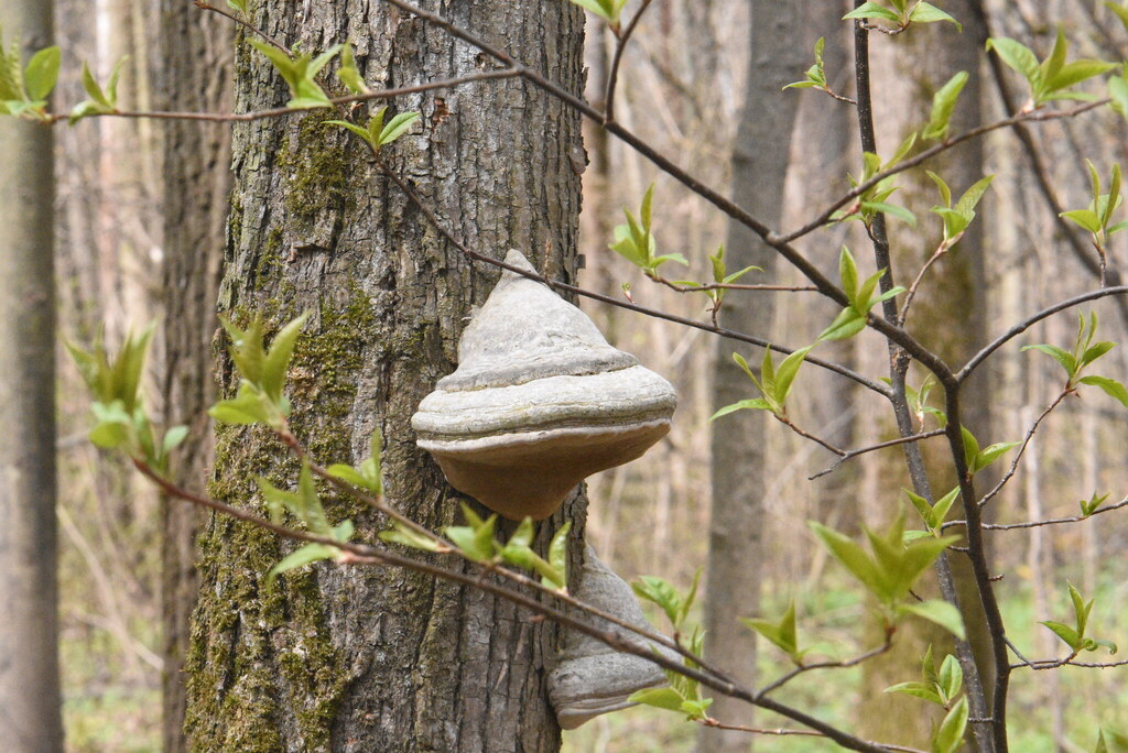 Fomes fomentarius · May 2026 · photo: © marina_sad (iNaturalist, cc-by)