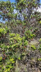 Xylococcus bicolor