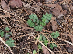 Stylophorum diphyllum