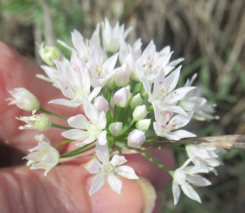 Allium drummondii, photograph 5