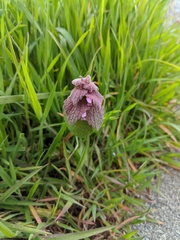 Lamium purpureum