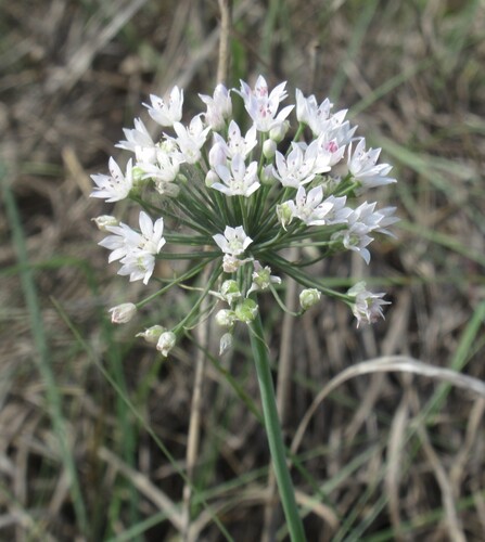 Allium drummondii, photograph 4