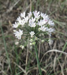 Allium drummondii, photograph (c) Linda Jo Conn, some rights reserved (CC BY)