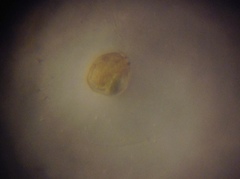 Chydorus