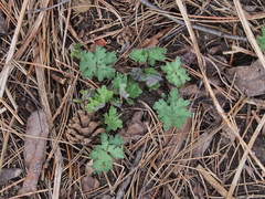 Stylophorum diphyllum