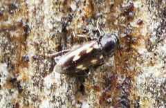 Glischrochilus vittatus