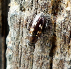 Glischrochilus vittatus