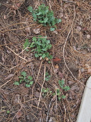 Stylophorum diphyllum