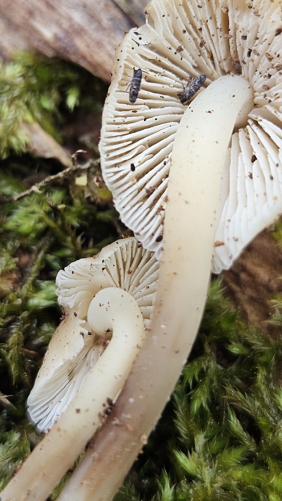 Mycena overholtsii · April 2026 · photo: © rust_bucket (iNaturalist, cc-by)