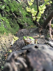 Hyla japonica