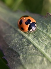 Coccinella septempunctata