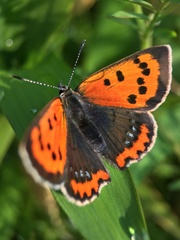 Lycaena phlaeas daimio