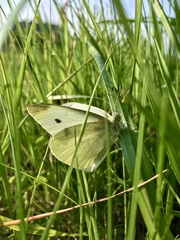 Pieris rapae