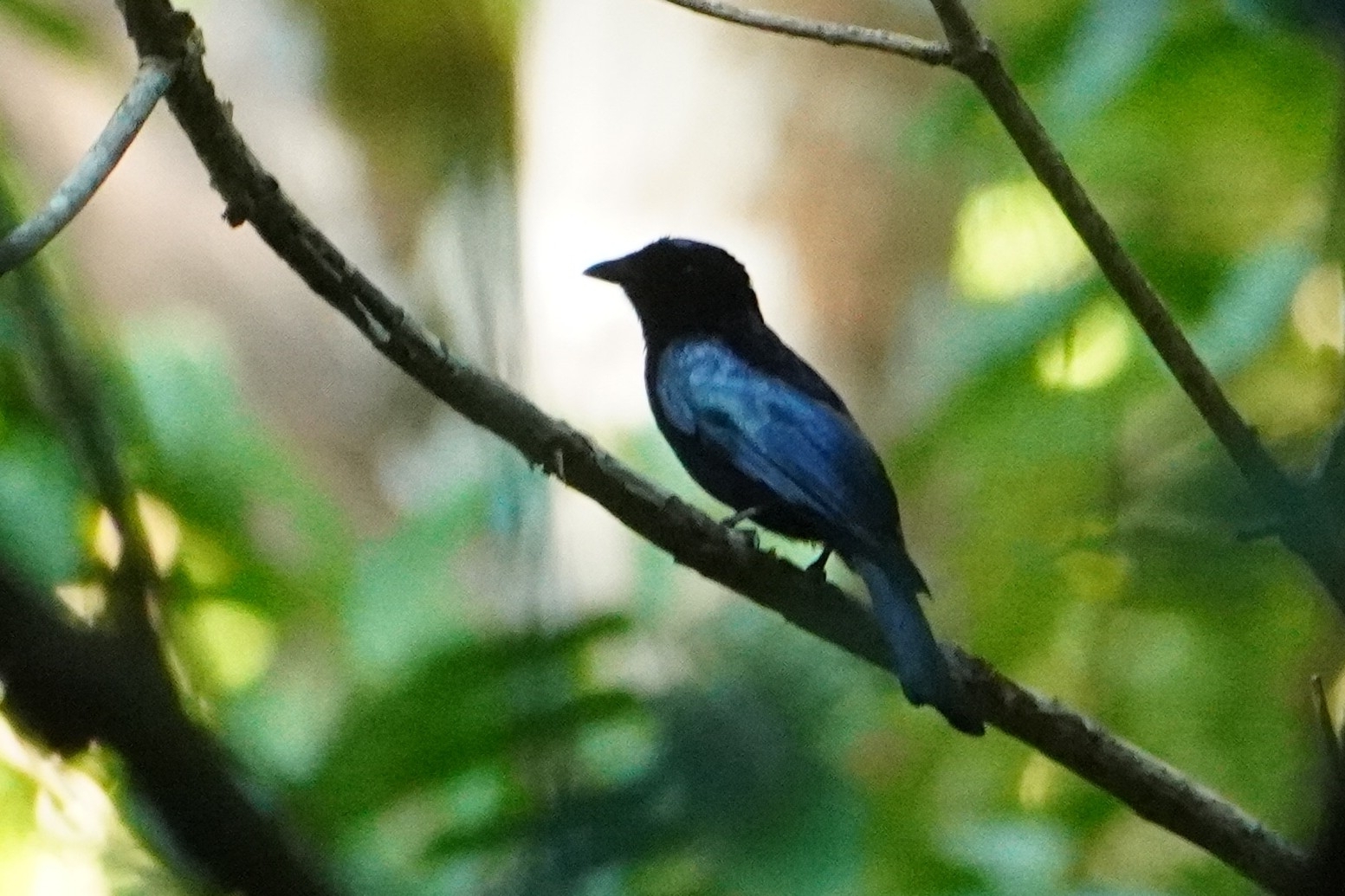 Short-tailed Drongo (Dicrurus striatus), photo 3