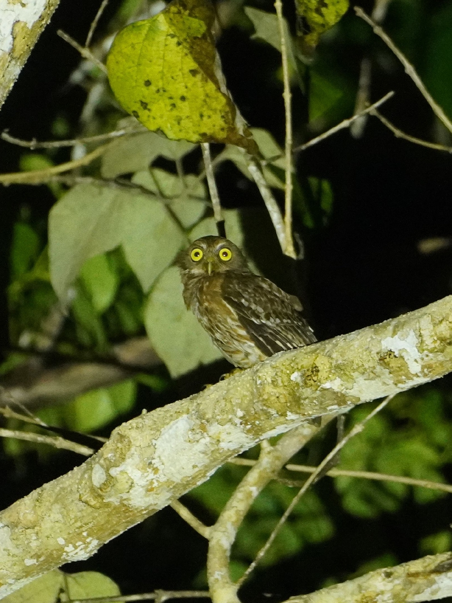 Luzon Boobook (Ninox philippensis), photo 8