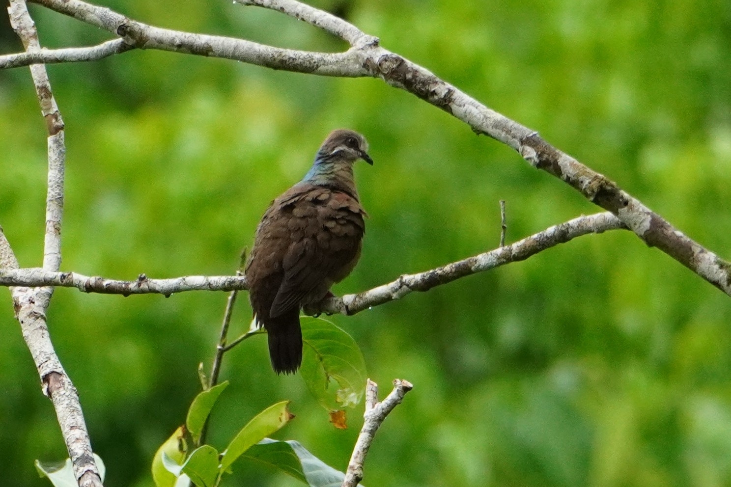White-eared Brown Dove (Phapitreron leucotis), photo 10