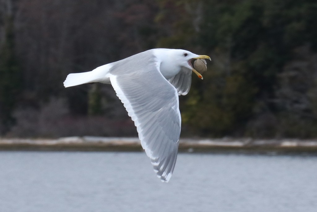 Glaucous-winged Gull
