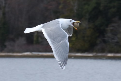 Glaucous-winged Gull