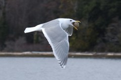 Glaucous-Winged Gull photo 3