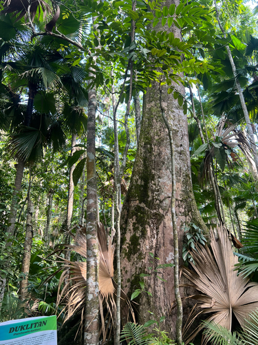 Planchonella duclitan observed 2026-04-27