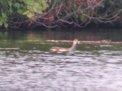 Gallinula galeata cachinnans