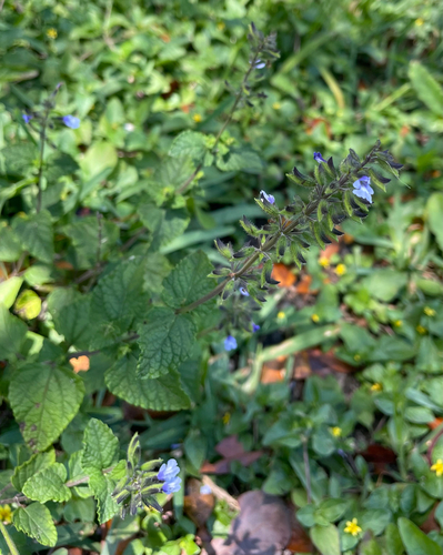 Salvia occidentalis observed 2026-04-25