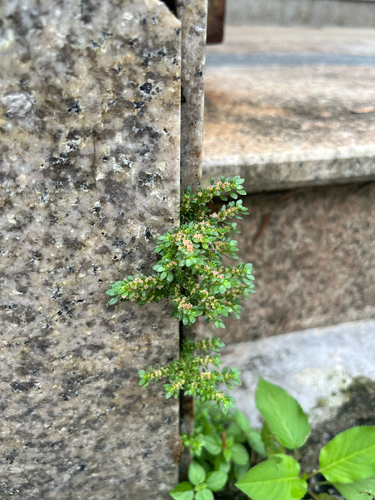 Artillery Plant
