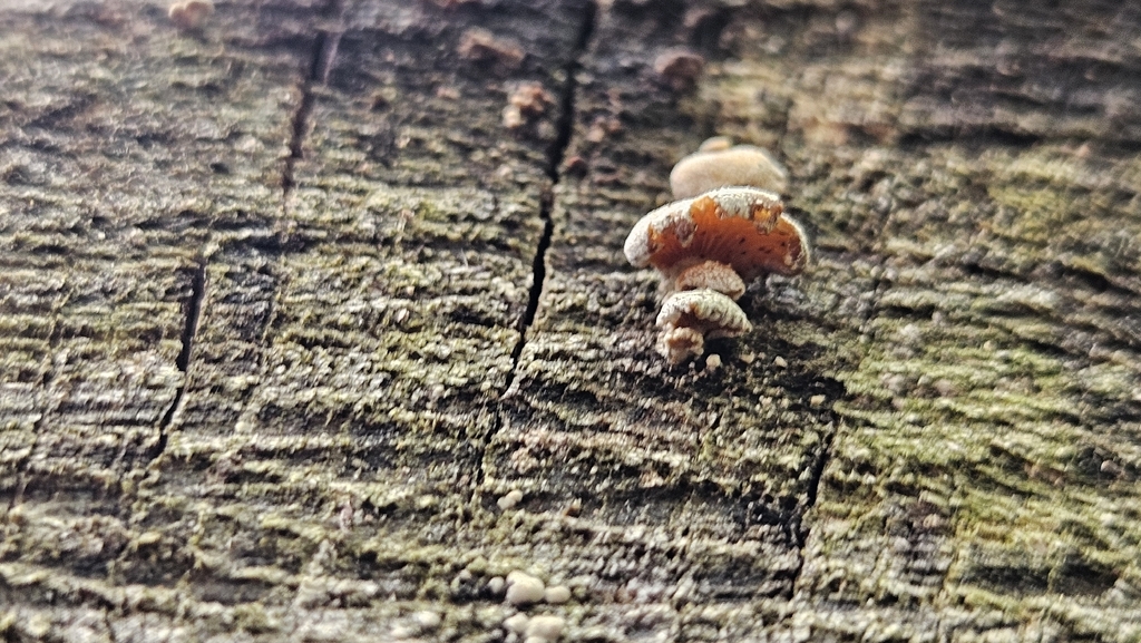 Panellus stipticus · April 2026 · photo: © rust_bucket (iNaturalist, cc-by)