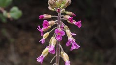 Boechera californica