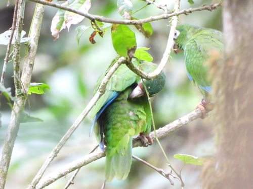 Puerto Rican Amazon (Amazona vittata), photo 3