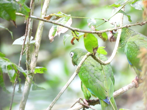 Puerto Rican Amazon (Amazona vittata), photo 2