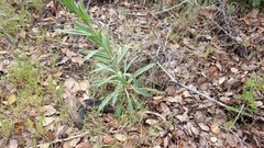 Boechera californica
