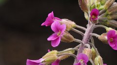 Boechera californica