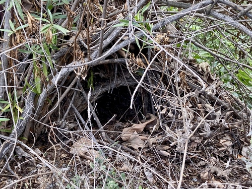 iNaturalist observation photo of Woodrats