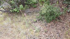 Boechera californica