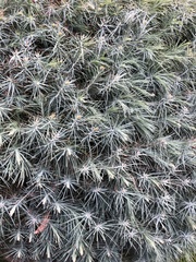 Pinus maximartinezii