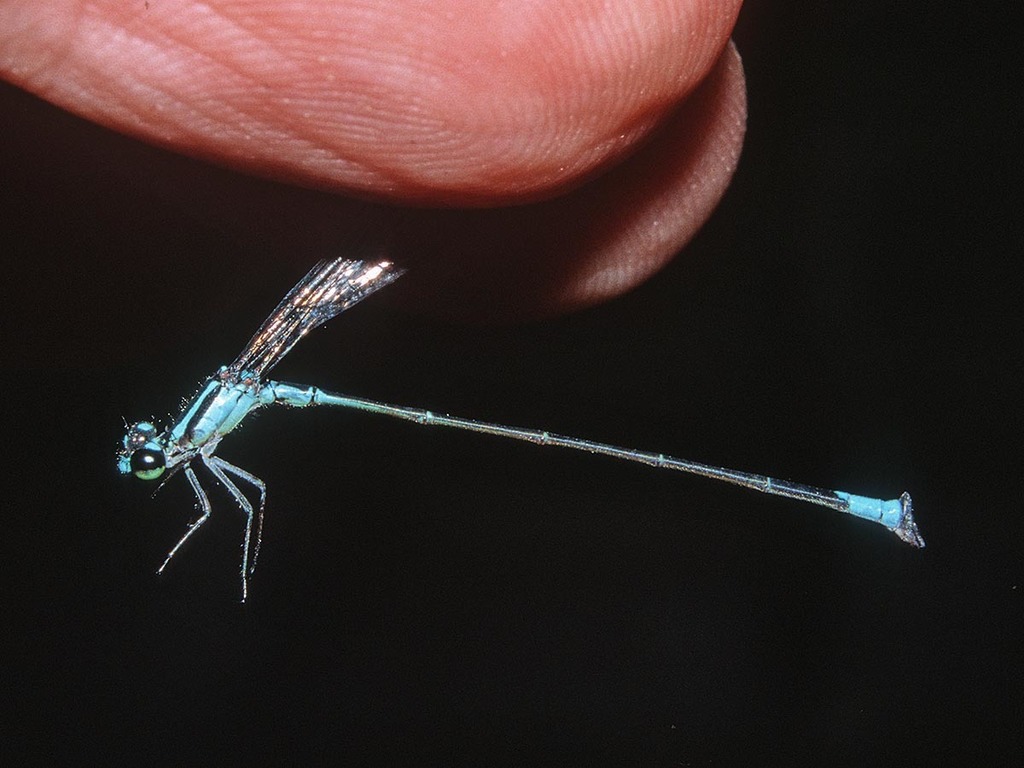 Acanthagrion aepiolum