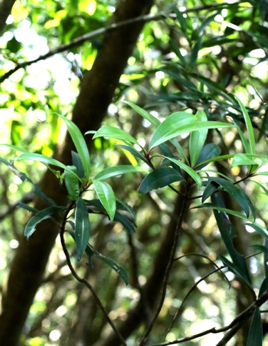 Myrsine seguinii