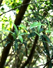 Myrsine seguinii
