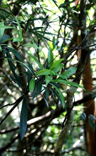 Myrsine seguinii, photograph 2