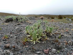 Erigeron cardaminifolius