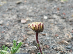 Erigeron cardaminifolius