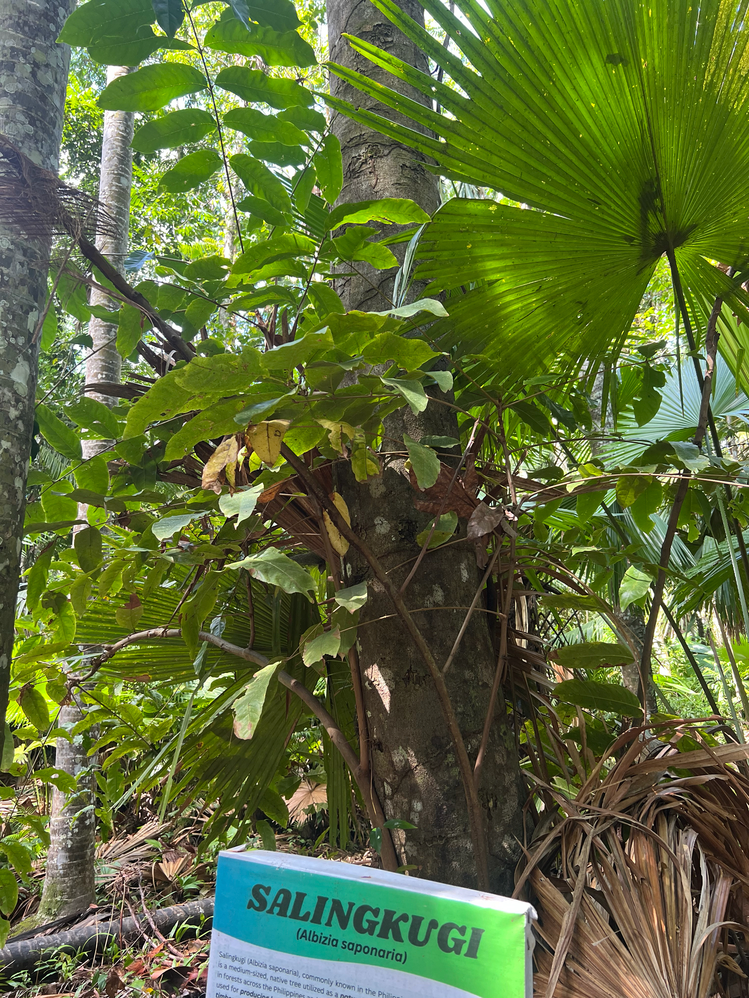 Albizia saponaria