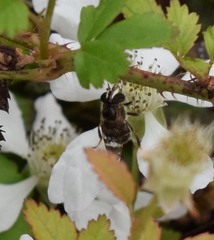 Copestylum tamaulipanum
