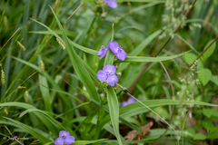 Tradescantia ernestiana