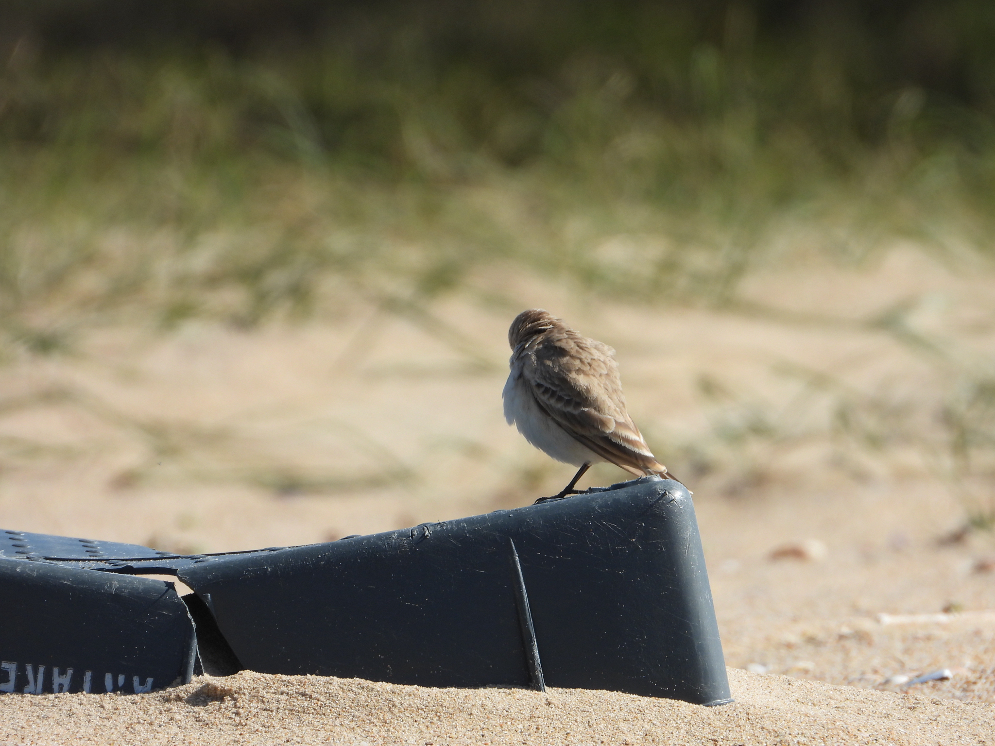 Common Miner (Geositta cunicularia), photo 5