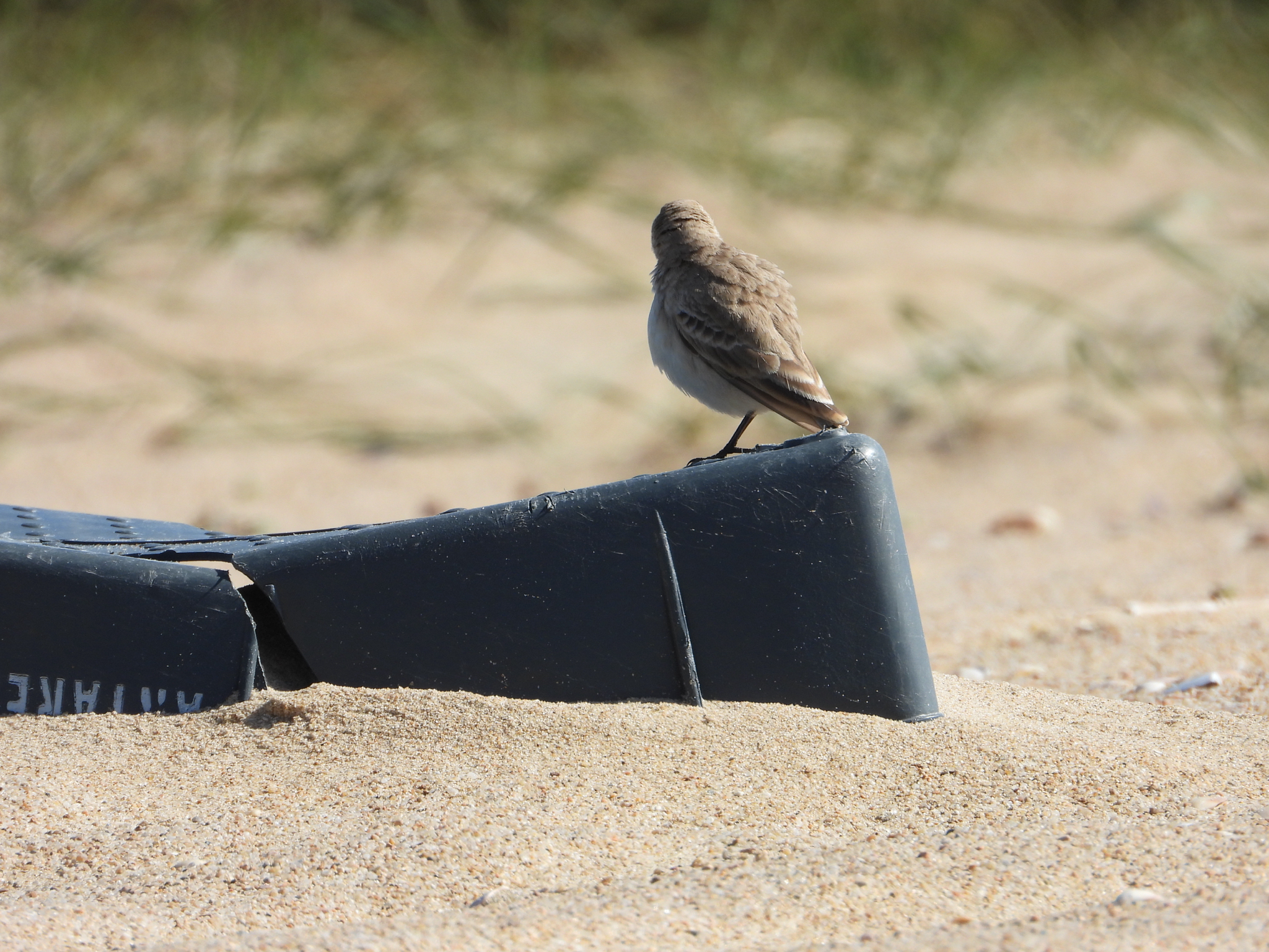 Common Miner (Geositta cunicularia), photo 6