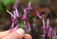 Corydalis decumbens
