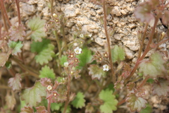 Phacelia rotundifolia