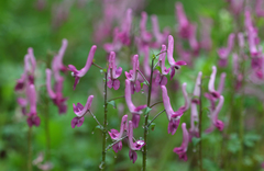 Corydalis decumbens